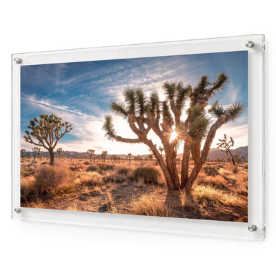 Desert Revival Acrylic Wall Art Print