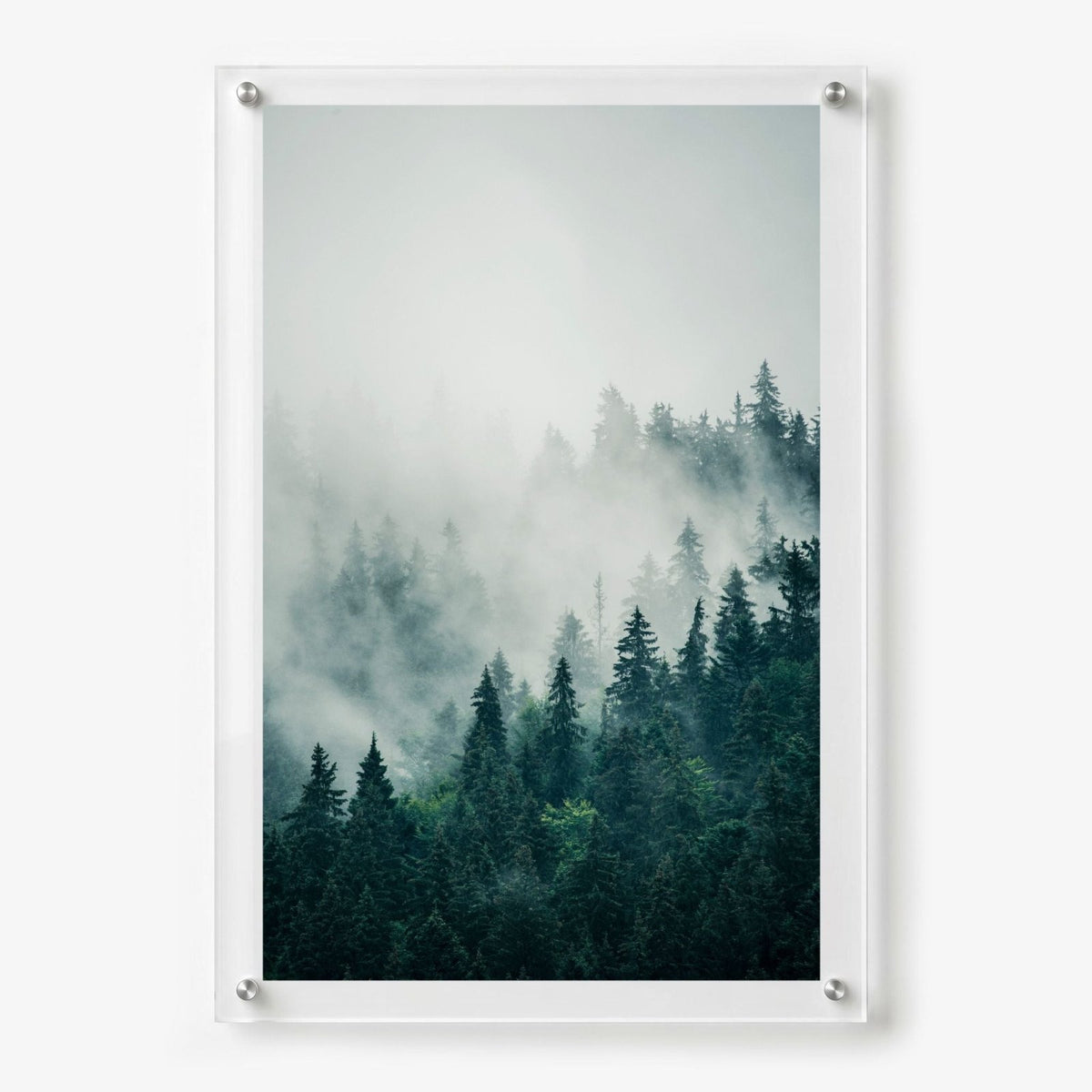 Pine & Seek Acrylic Wall Art Print