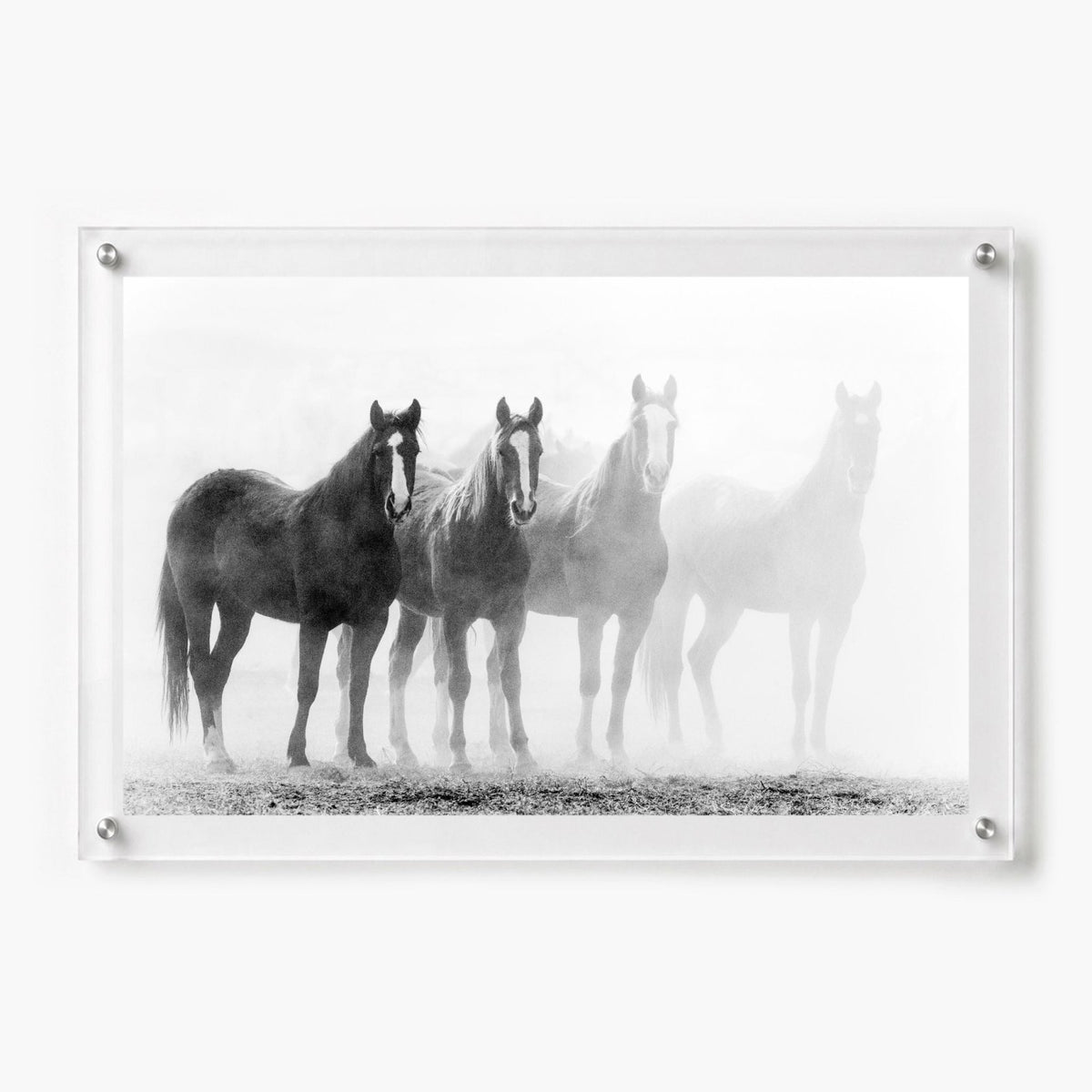 Through the Mist Black & White Acrylic Wall Art Print
