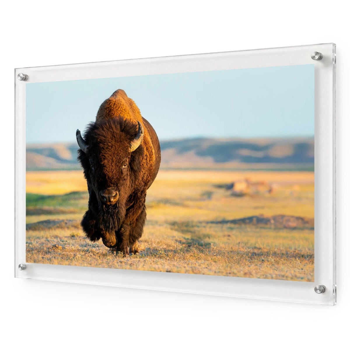 Wild Plains Acrylic Wall Art Print
