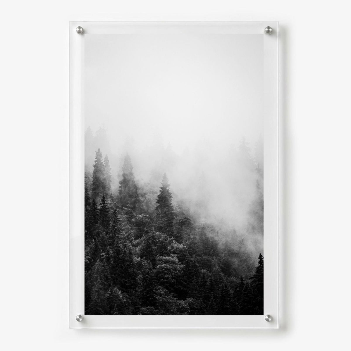 Forest on Mute Black & White Acrylic Wall Art Print