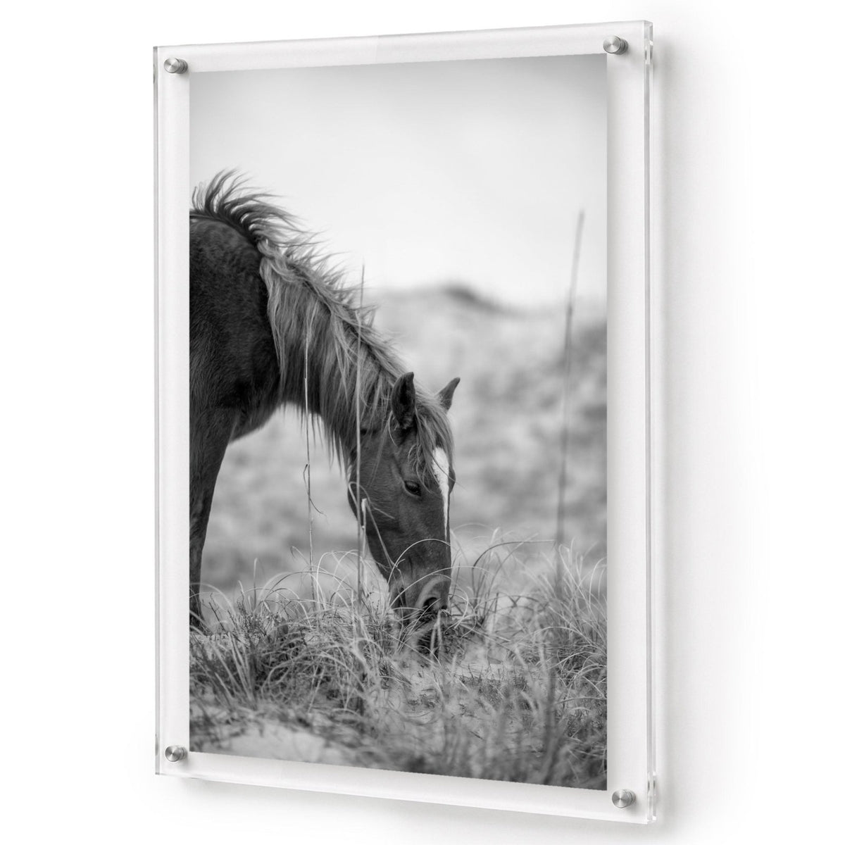 Hay There Black & White Acrylic Wall Art Print