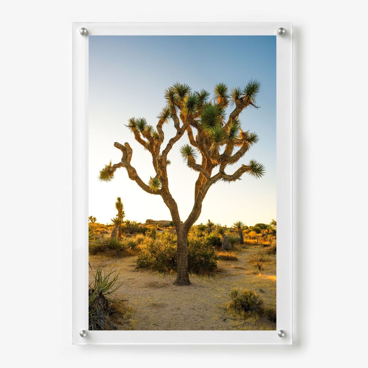 Joshua Glow Acrylic Wall Art Print