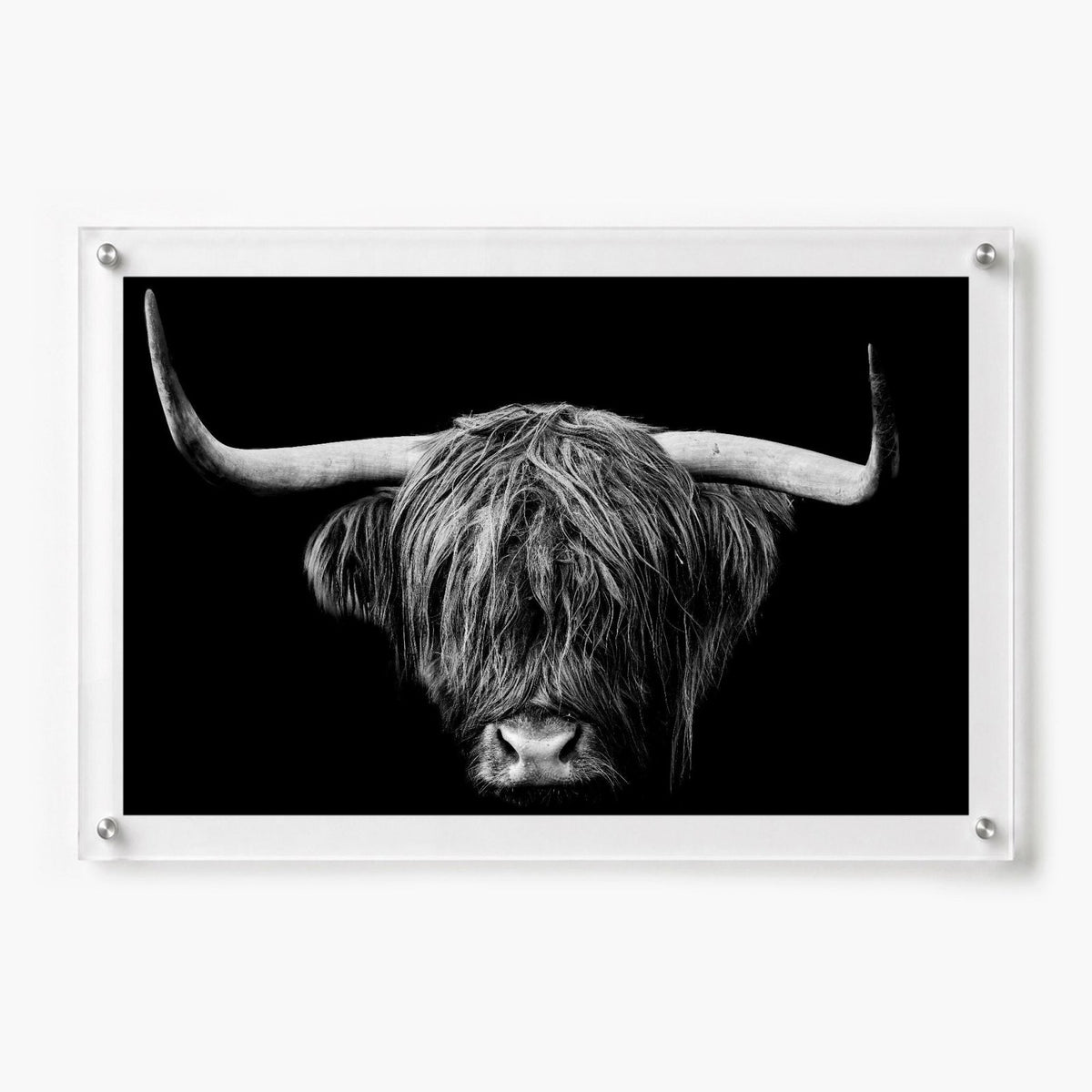 The Highlander Black & White Acrylic Wall Art Print