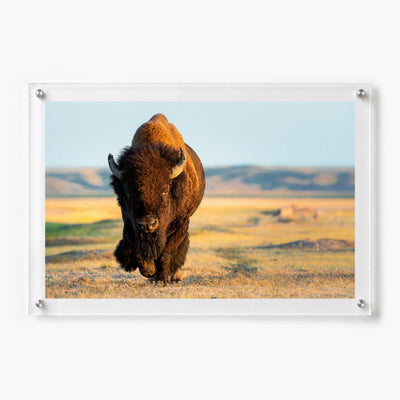 Wild Plains Acrylic Wall Art Print